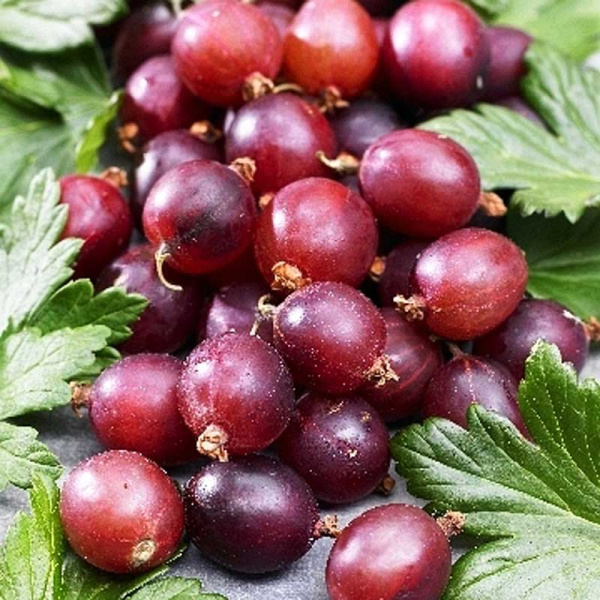 Крыжовник Каптиватор P9