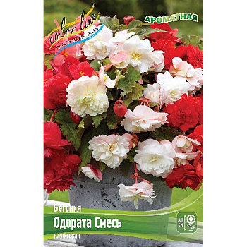 Бегония Одората Смесь 5/6 50 шт Шоу-бокс 8860