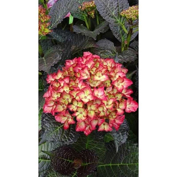 Гортензия Крупнолистовая Дарк Ангел P12