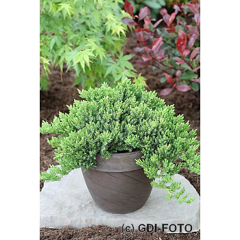 Можжевельник Лежачий Нана С3 25-30cm