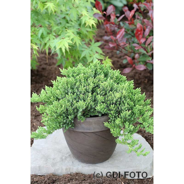 Можжевельник Лежачий Нана С3 25-30cm