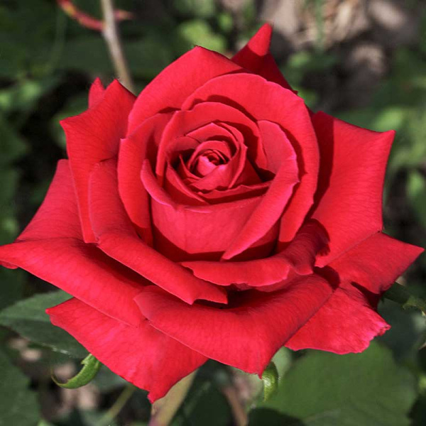 Роза чайно-гибридная Самурай Садовита