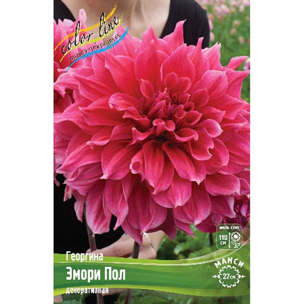 Георгина Эмори Пол I 15 шт Шоу-бокс 13929 