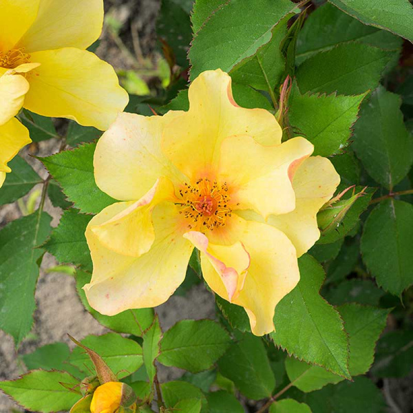 Роза Шраб Эйфория Садовита