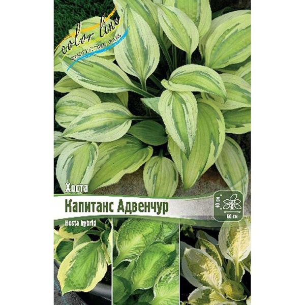 Хоста Капитанс Адвенчур 1 n 1 шт