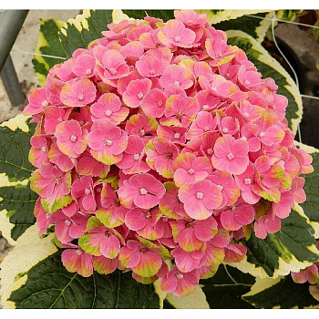 5707 Гортензия Крупнолистовая Мэджикал Шоутайм P12 ,шт