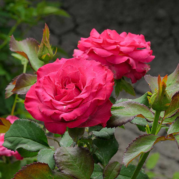 Роза Чайно-гибридная Кантри Блюз Садовита