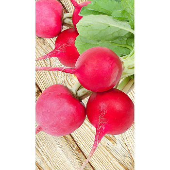 Редис Жара 2гр Садовита Ц