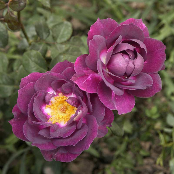 Роза миниатюрная Даймонд Айз Садовита