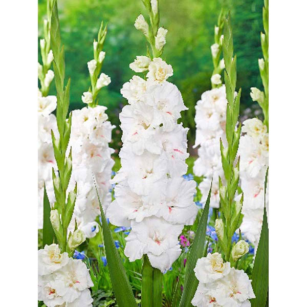 11093 Шоу-Бокс Гладиолус Декадент 10/12 100 шт 