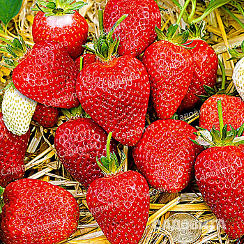 Земляника садовая Альба (цена за 40 шт) ОСП