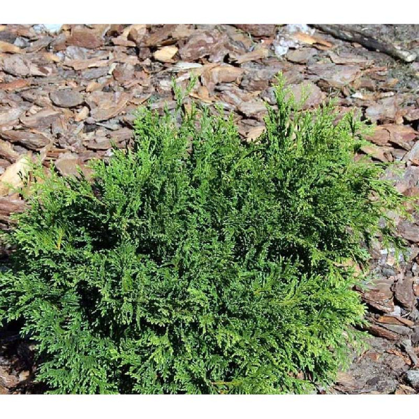 15948 Кипарисовик Горохоплодный Флипс Хэппи Дэй C3 20-25cm ,шт