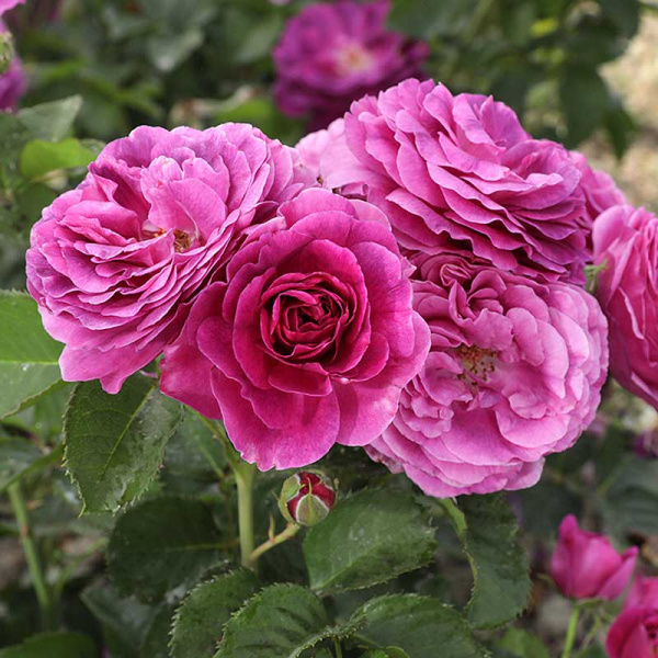 Роза флорибунда Минерва Садовита