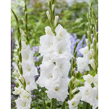 10497 Шоу-Бокс Гладиолус Пуравида 10/12 100 шт 