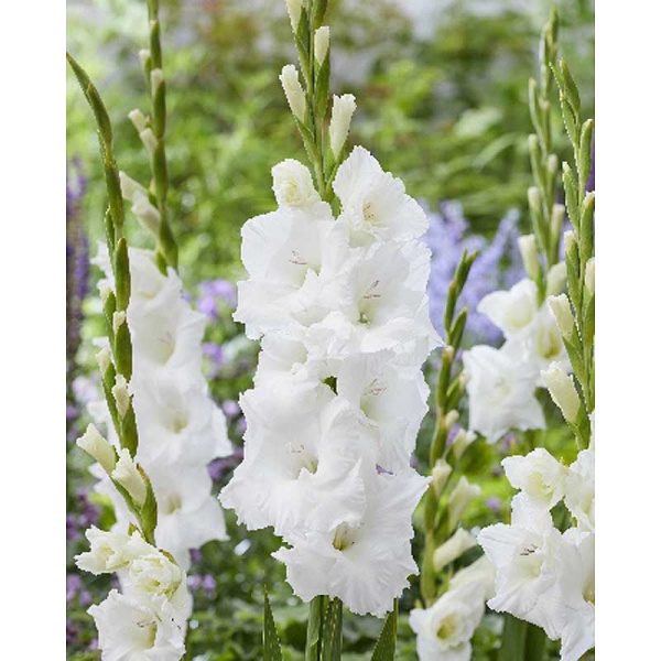 10497 Шоу-Бокс Гладиолус Пуравида 10/12 100 шт 