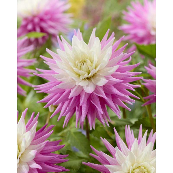 3798 Шоу-Бокс Георгина Хиллкрест Кэнди I 15 шт 