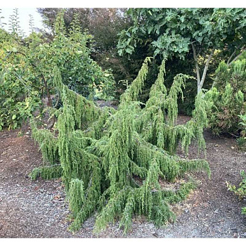 15880 Можжевельник Обыкновенный Облонга Пендула C3 70-80cm ,шт