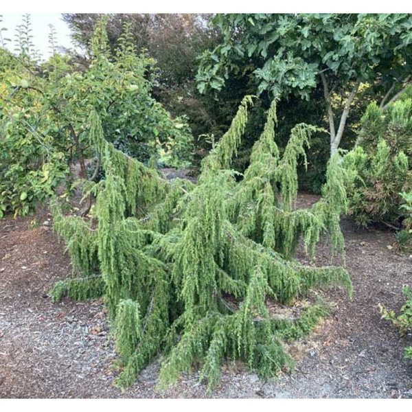 15880 Можжевельник Обыкновенный Облонга Пендула C3 70-80cm ,шт
