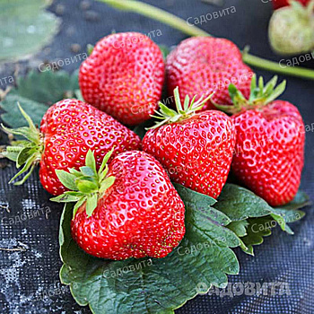 Земляника садовая Априка (цена за 40 шт.) ОСП