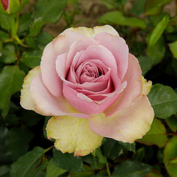 Роза флорибунда Монмартр Садовита