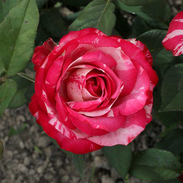 Роза флорибунда Сатин Садовита