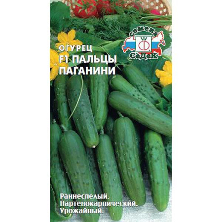 Огурец Пальцы Паганини  Седек Ц