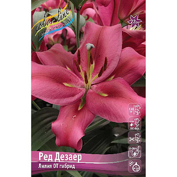 Лилия Ред Дезаер 14/16 5 шт 
