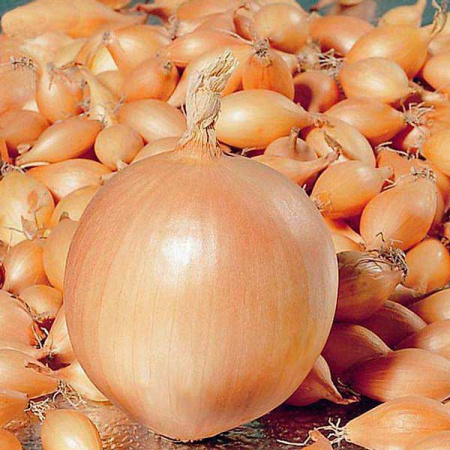 Лук-севок КОРРАДО 10-21 25кг +/-5% (цена за мешок) 