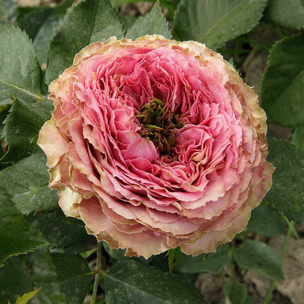 Роза спрей Принцесса Иоши Садовита