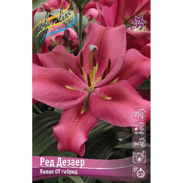 Лилия Ред Дезаер 14/16 5 шт 