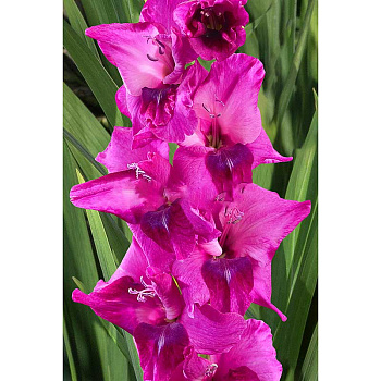 Гладиолус Мистик Маджента 12/14 5 шт Садовита