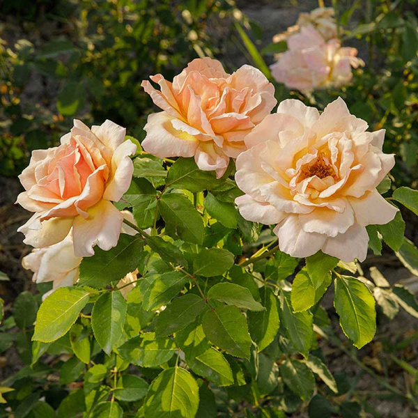 Роза флорибунда Гейша Садовита