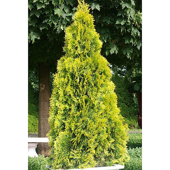 Туя Thuja Occidentalis Golden Smaragd P9