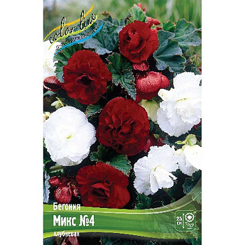 Бегония Микс №4 7/+ 2 шт
