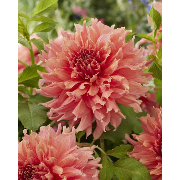 Георгина Фэервей Спур I 1 шт 