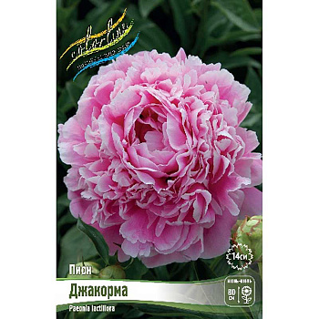 Пион Джакорма 2/3 n 15 шт Биг-Пак 375