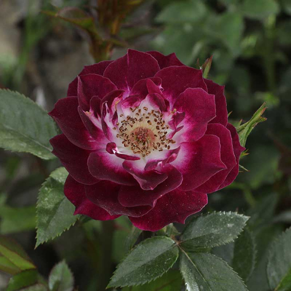 Роза миниатюрная Даймонд Айз Садовита