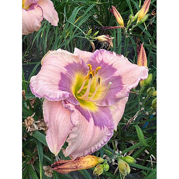 4180 Биг-Пак Лилейник Аметист Кисс I 25 шт 