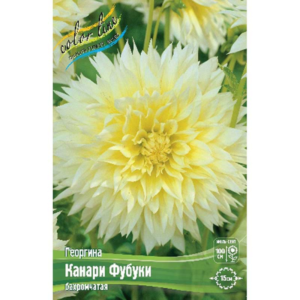 Георгина Канари Фубуки I 15 шт Шоу-бокс 9094