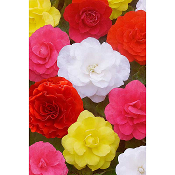 Бегония Нон Стоп Смесь 5/6 3 шт Садовита