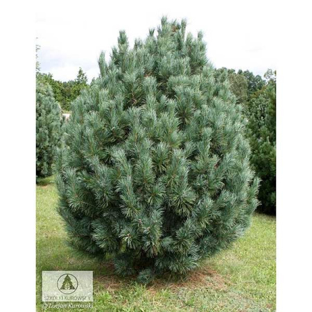 Сосна Кедровая Компакта Глаука C5 25-30cm ,шт 3423