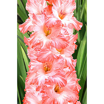 Гладиолус Флево Фьюжн 12/14 5 шт Садовита