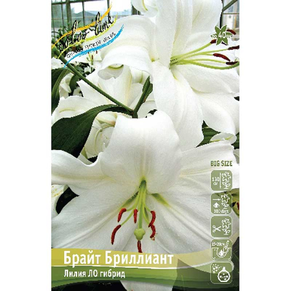 Лилия Брайт Бриллиант 16/18 2 шт 