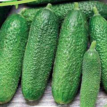 Огурец Трилоджи 1000шт RZ