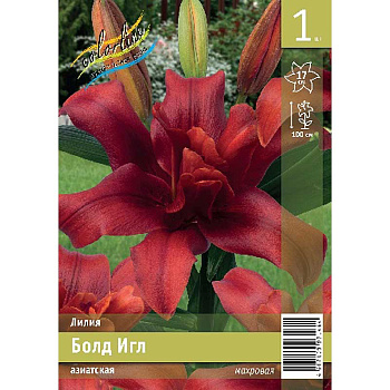 Лилия Болд Игл 12/14 1 Эконом шт 
