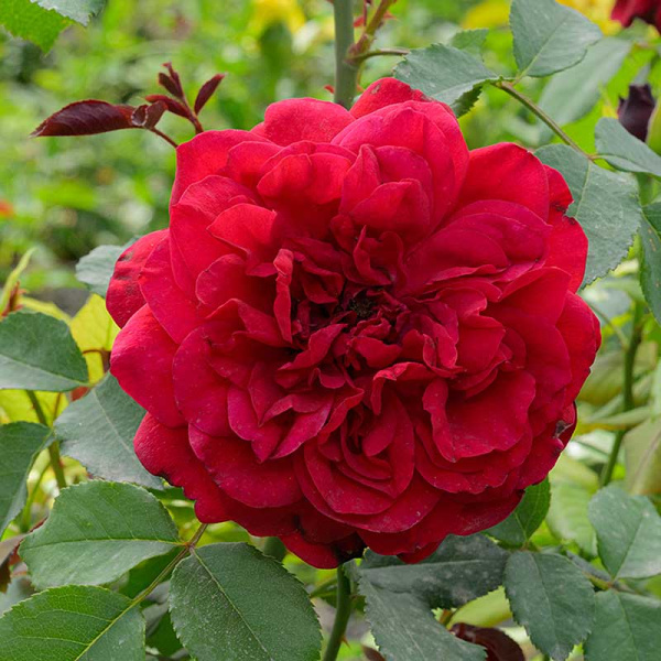 Роза Чайно-гибридная Травиата Садовита