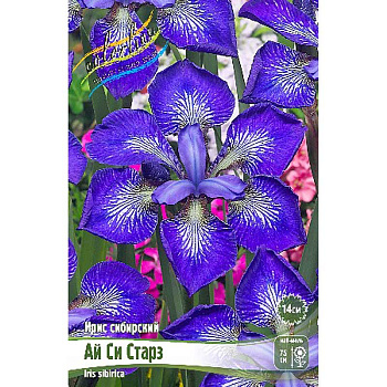 Ирис Сибирский Ай Си Старз I 25 шт Биг-пак 3017