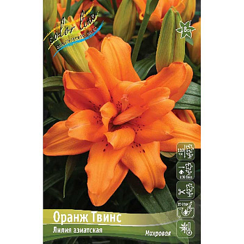 Лилия Оранж Твинc 12/14 5 шт