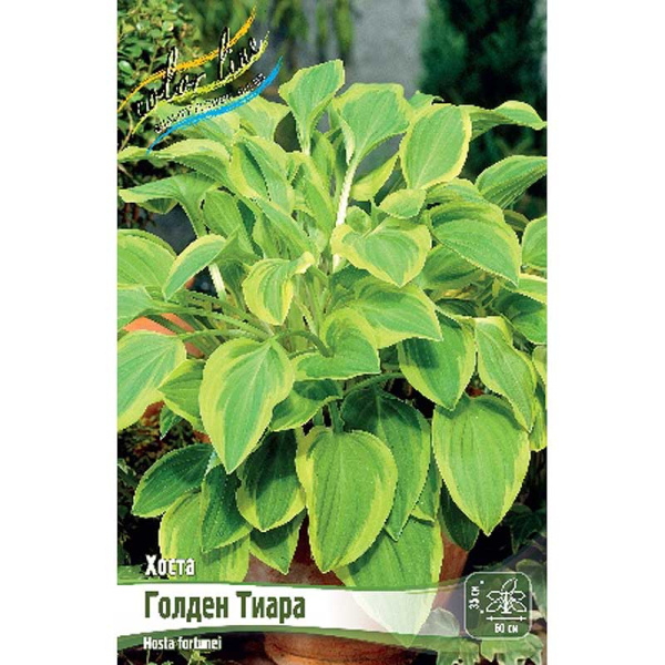 Хоста Голден Тиара 1 n 25 шт Биг-пак 7919