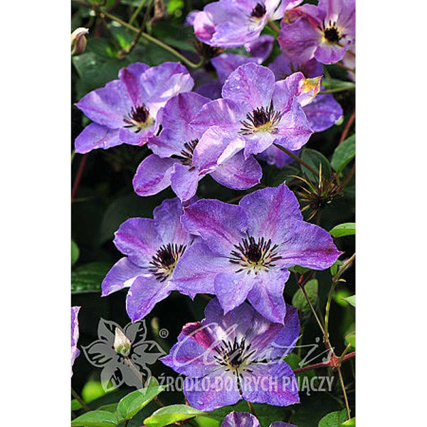 Клематис Морнинг Скай I 1 шт 